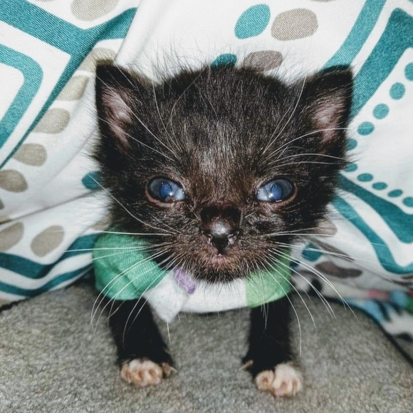 Meet your Posher, Frankie - Picture 8 of 11